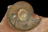 Parkinsonia Ammonite & Two Belemnites on Rock - Germany #92458-2